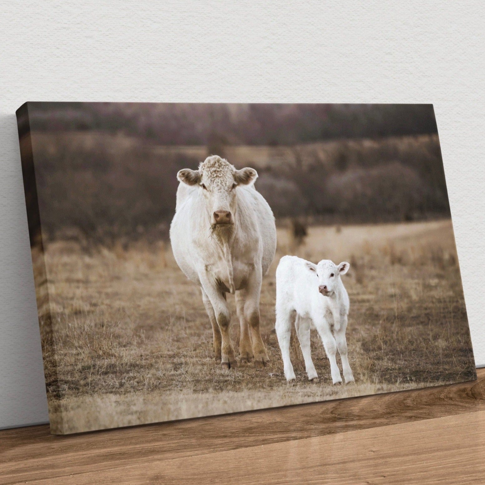 White Charolais Cow and Calf Western Nursery Wall Art Canvas-Unframed / 12 x 18 Inches Wall Art Teri James Photography
