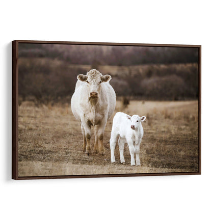 White Charolais Cow and Calf Western Nursery Wall Art Canvas-Walnut Frame / 12 x 18 Inches Wall Art Teri James Photography