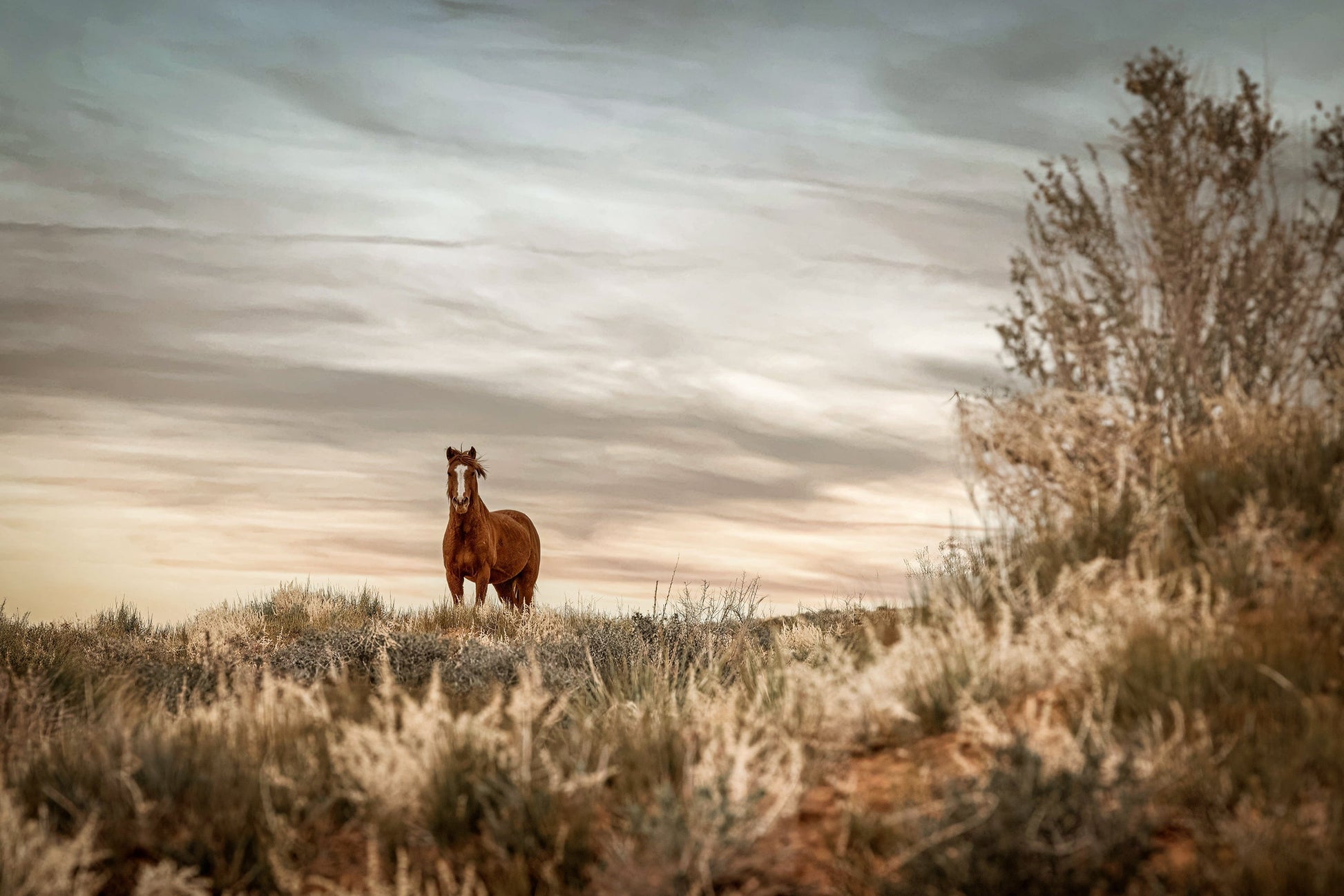 Wild Horse in Monument Valley, Utah Paper Photo Print / 12 x 18 Inches Wall Art Teri James Photography