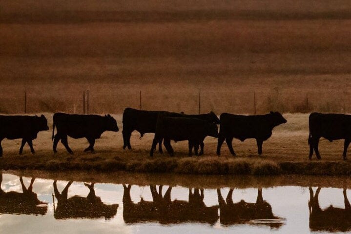 Black Angus Cattle Wall Art - Reflections Wall Art Teri James Photography