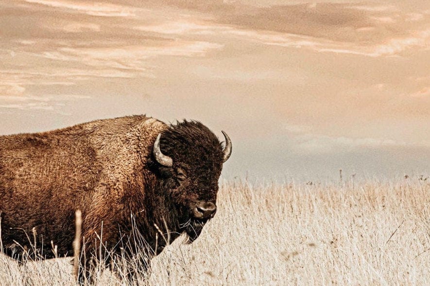 Bison on the Prairie with Golden Sunset Wall Art Teri James Photography
