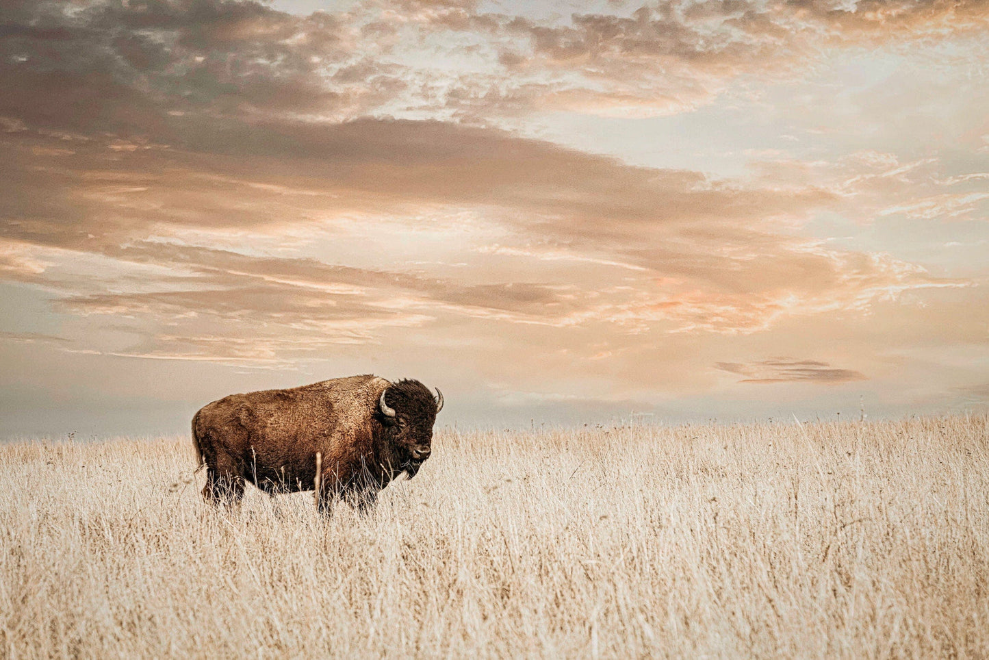 Bison on the Prairie with Golden Sunset Paper Photo Print / 12 x 18 Inches Wall Art Teri James Photography