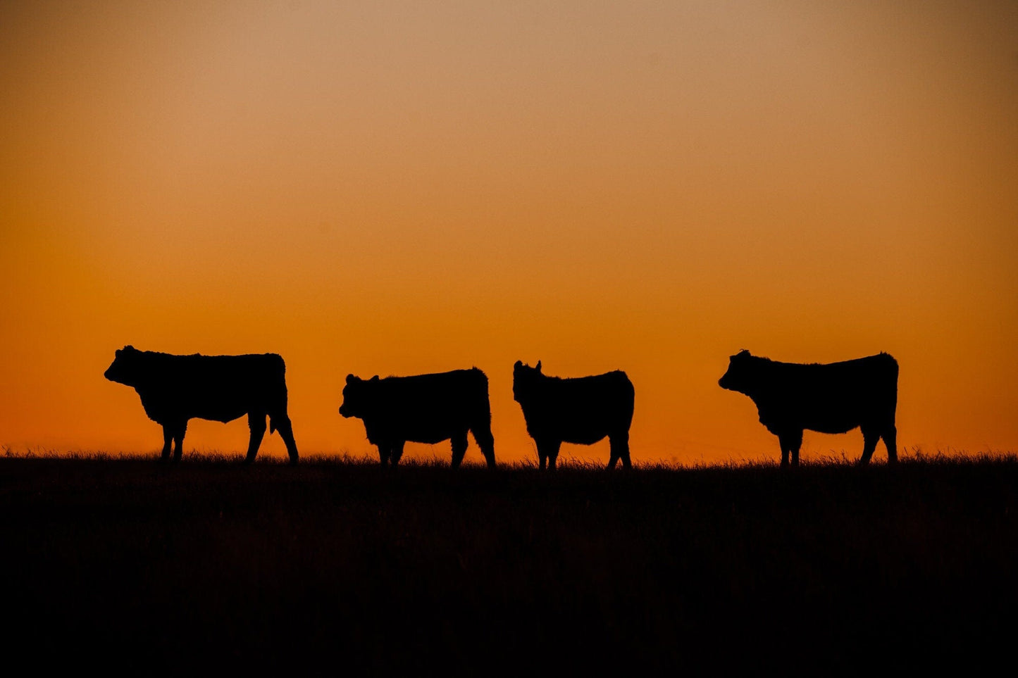Black Angus Cattle Sunset Print Paper Photo Print / 12 x 18 Inches Wall Art Teri James Photography