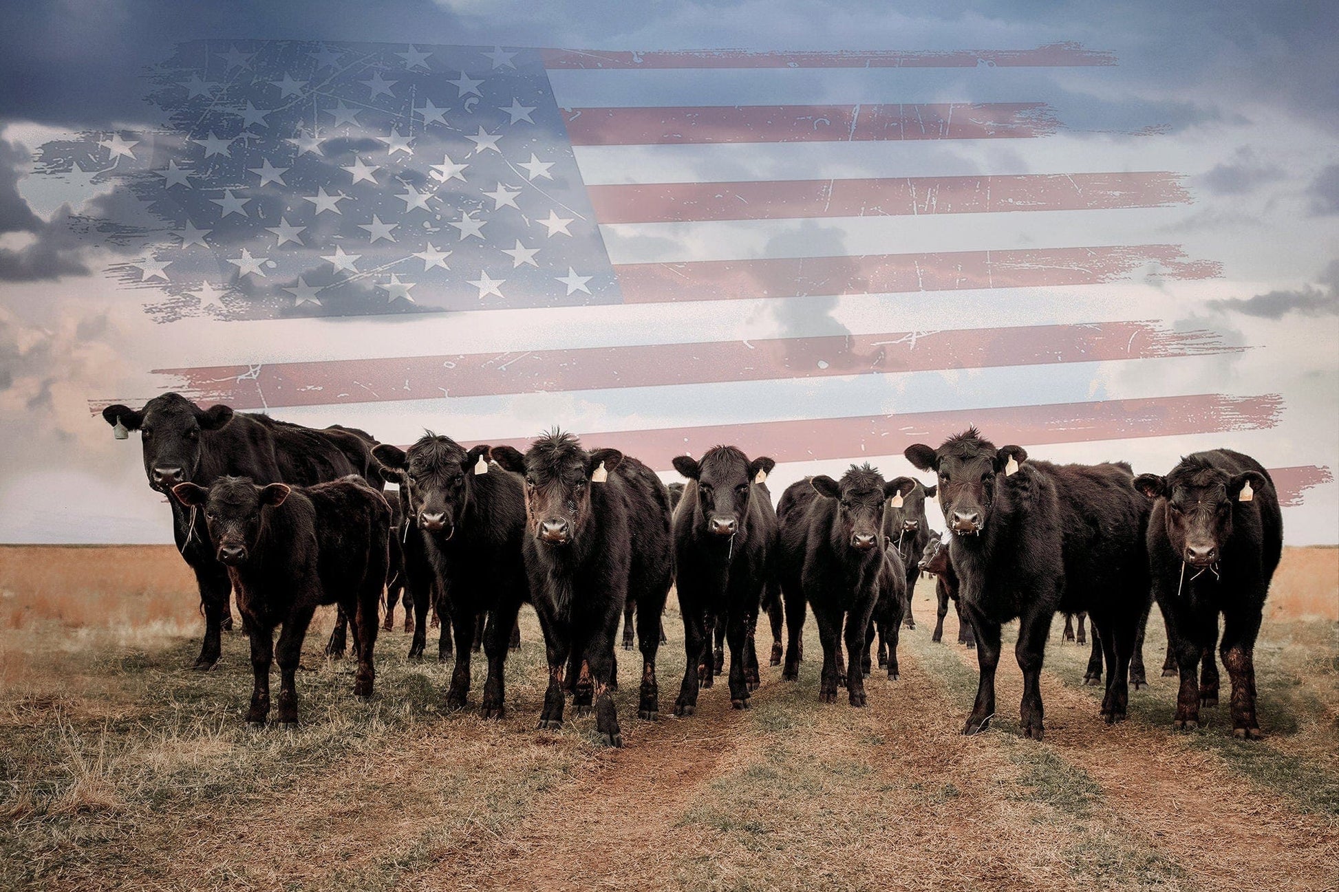 Patriotic Black Angus Cattle with American Flag Paper Photo Print / 12 x 18 Inches Wall Art Teri James Photography