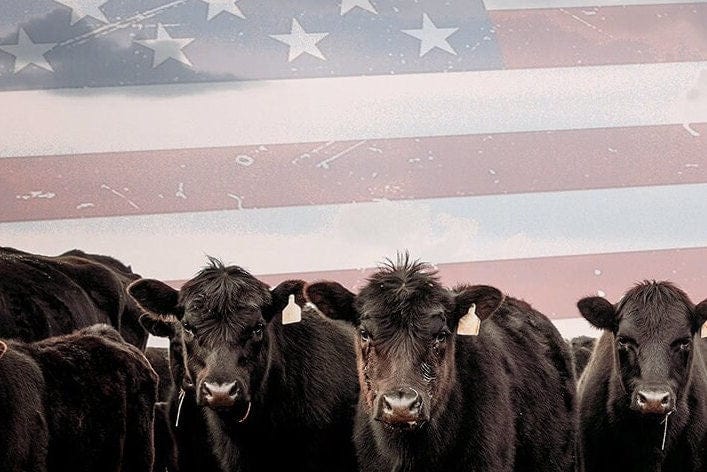 Patriotic Black Angus Cattle with American Flag Wall Art Teri James Photography