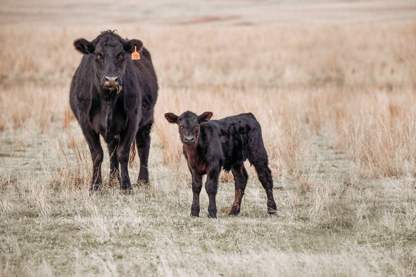 Black Angus Cow and Calf Canvas Print Paper Photo Print / 12 x 18 Inches Wall Art Teri James Photography