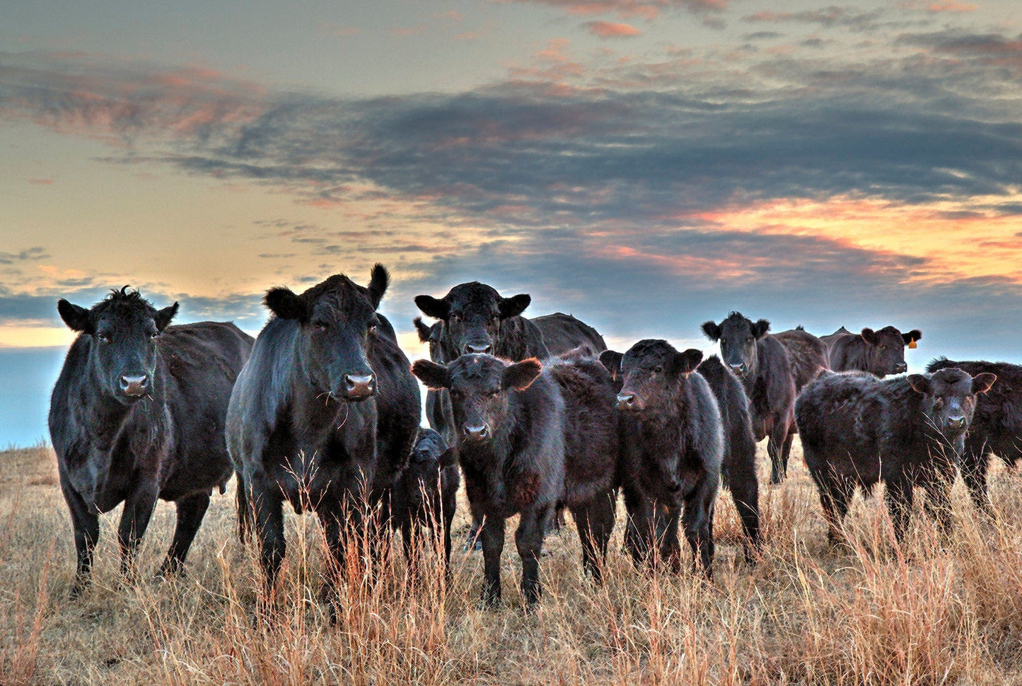 Black Angus Wall Art - Herd at Sunset Paper Photo Print / 12 x 18 Inches Wall Art Teri James Photography