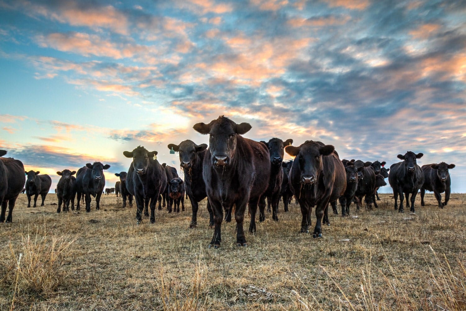 Black Angus Wall Art - Cows at Sunset Paper Photo Print / 12 x 18 Inches Wall Art Teri James Photography
