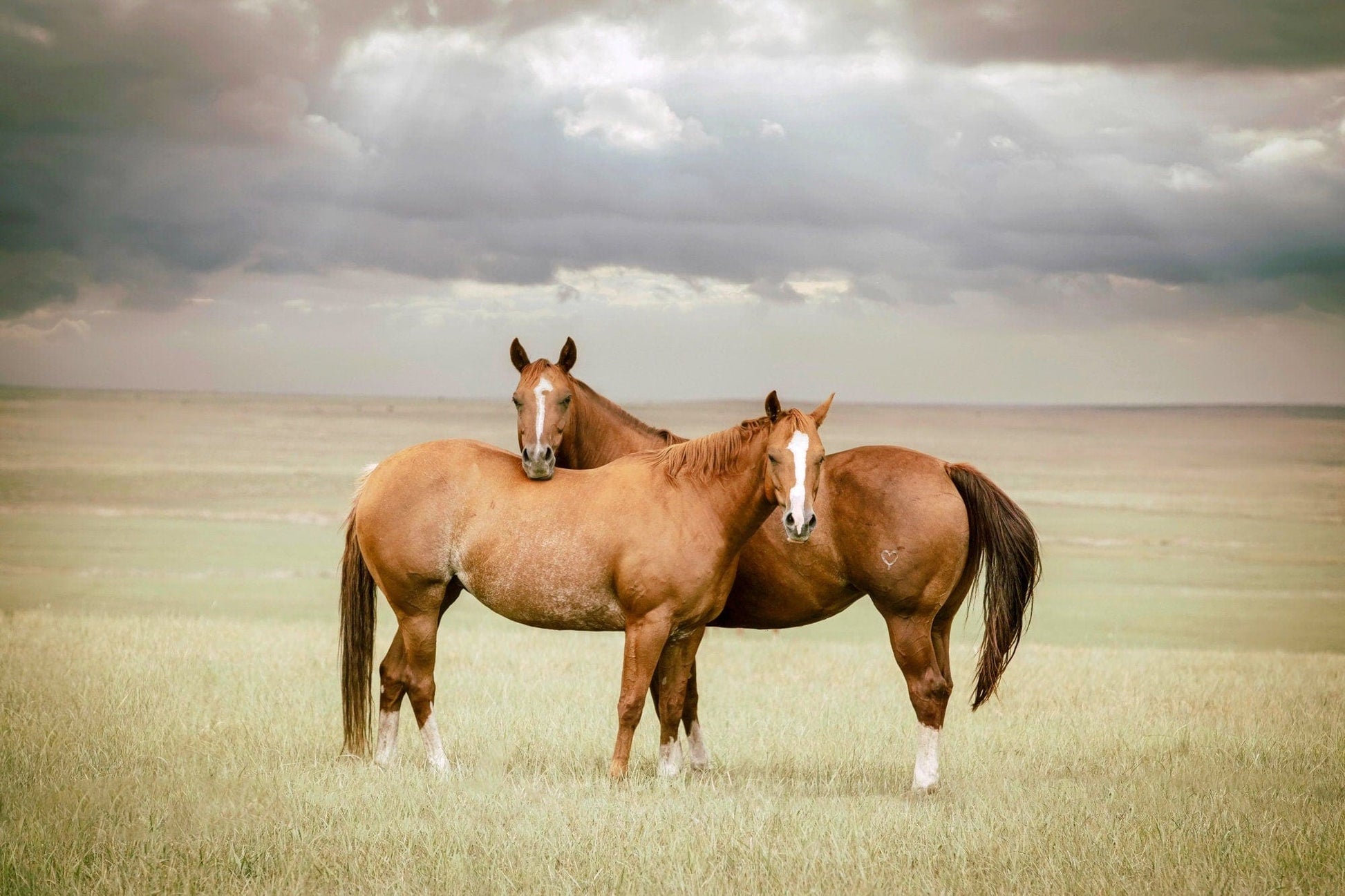 Cowboy Art - Quarter Horses and Stormy Sky Paper Photo Print / 12 x 18 Inches Wall Art Teri James Photography