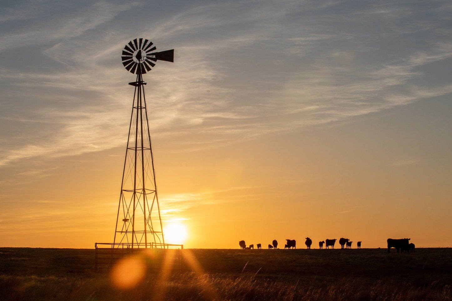 Old Windmill at Sunset with Angus Cattle Paper Photo Print / 12 x 18 Inches Wall Art Teri James Photography