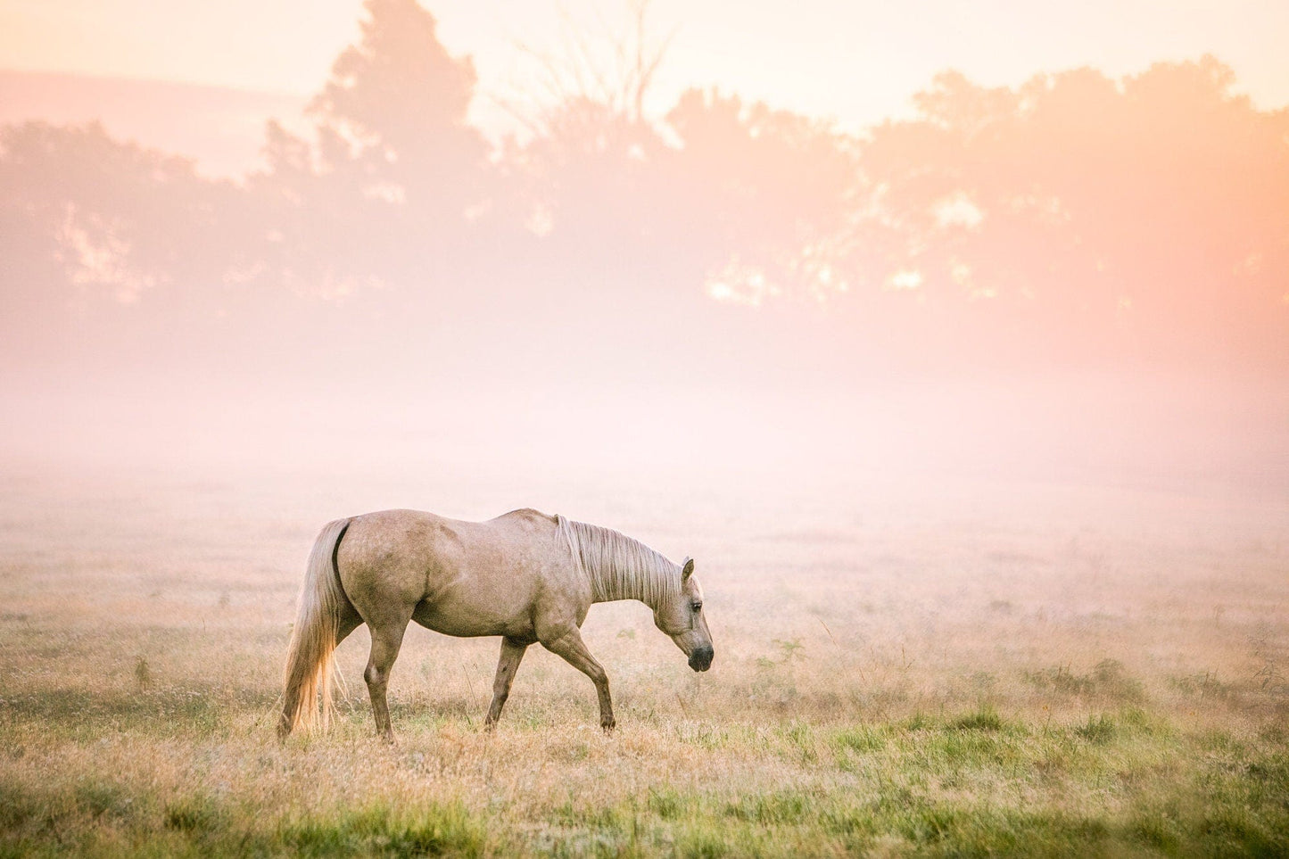Palomino Horse Wall Art in Pastel Colors Paper Photo Print / 12 x 18 Inches Wall Art Teri James Photography