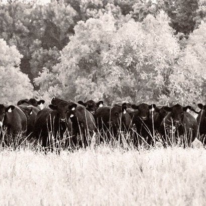 Panoramic Black Angus Cattle Canvas - Cow Panorama Art Wall Art Teri James Photography