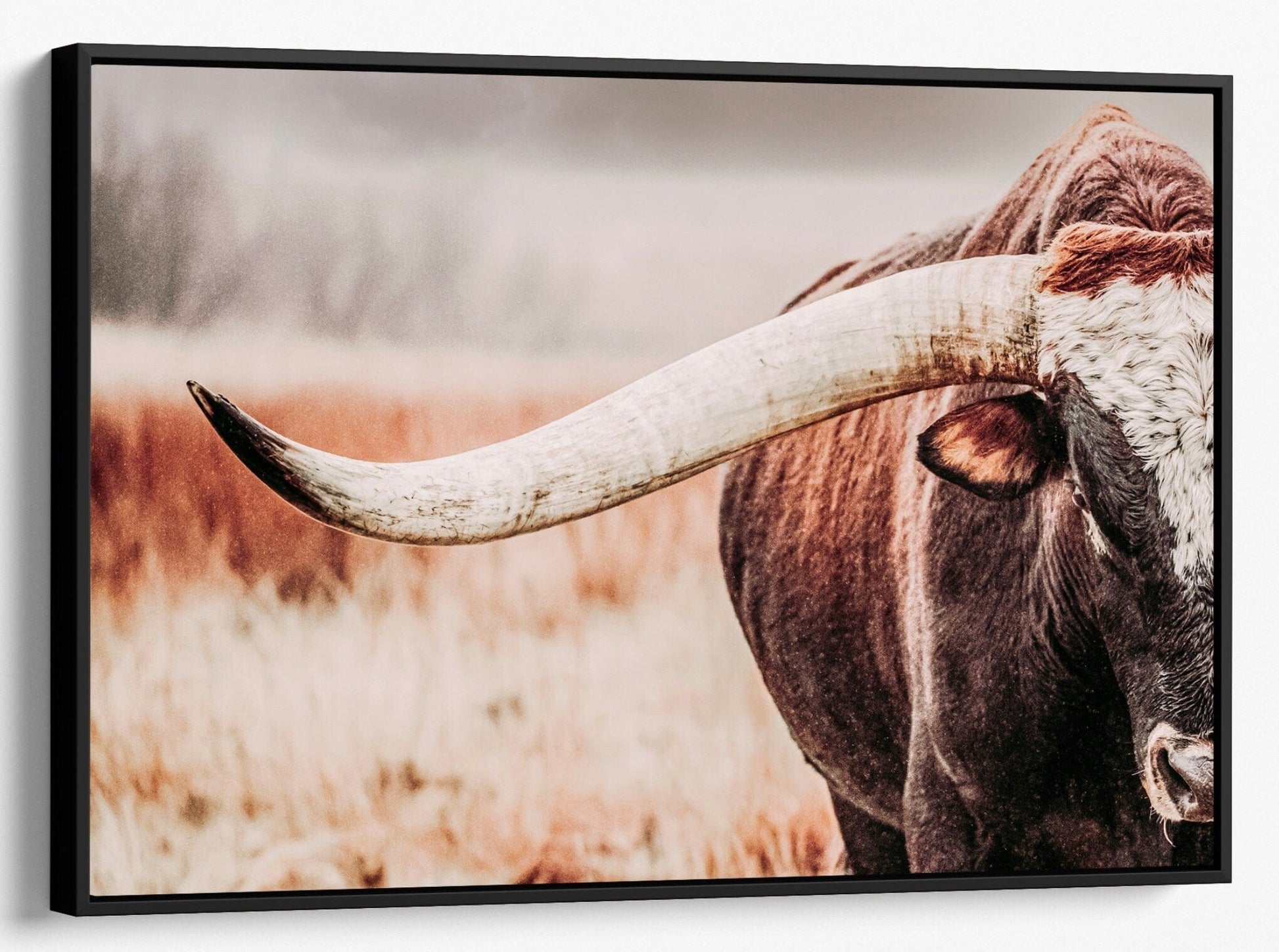 Texas Longhorn Bull Canvas Canvas-Black Frame / 12 x 18 Inches Wall Art Teri James Photography
