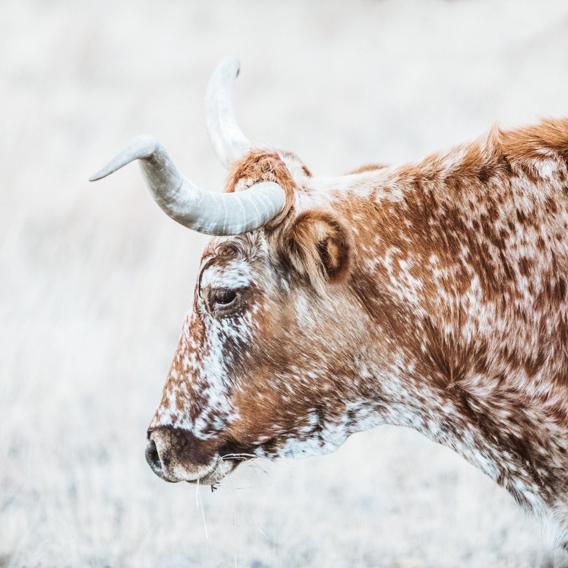 Texas Longhorn Cattle Art Paper Photo Print / 16 x 16 Inches Wall Art Teri James Photography