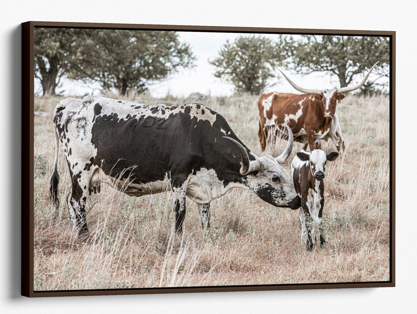 Texas Longhorn Cattle - Cows and Calves Canvas-Walnut Frame / 12 x 18 Inches Wall Art Teri James Photography
