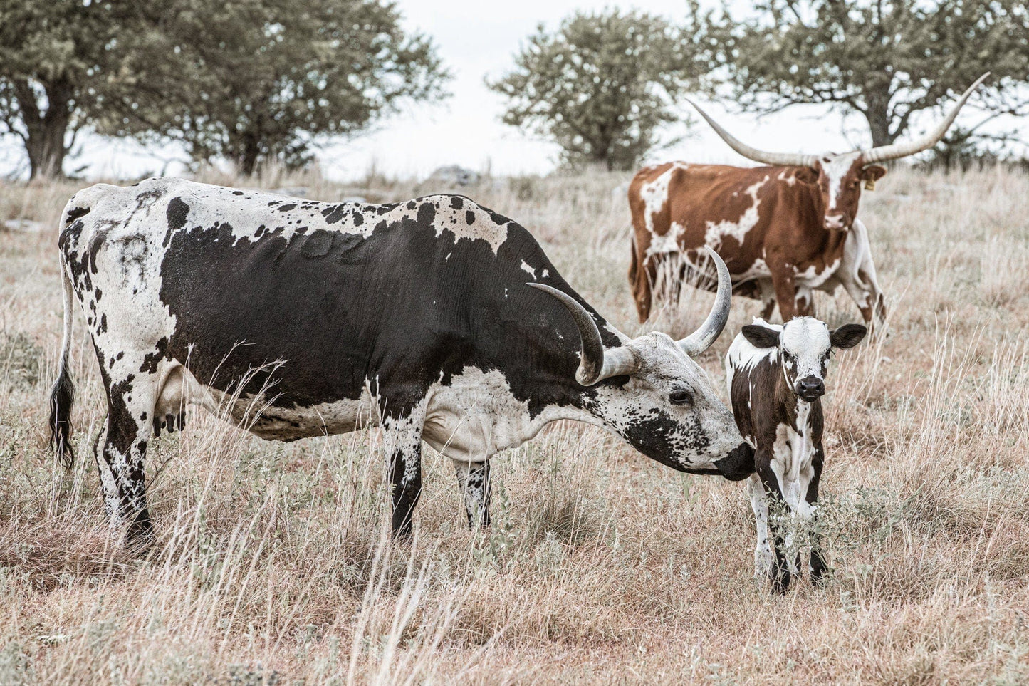 Texas Longhorn Cattle - Cows and Calves Paper Photo Print / 12 x 18 Inches Wall Art Teri James Photography