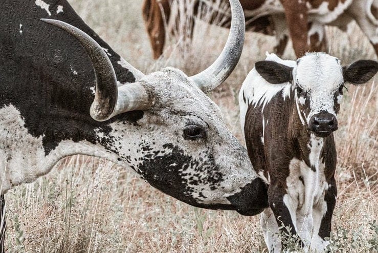Texas Longhorn Cattle - Cows and Calves Wall Art Teri James Photography