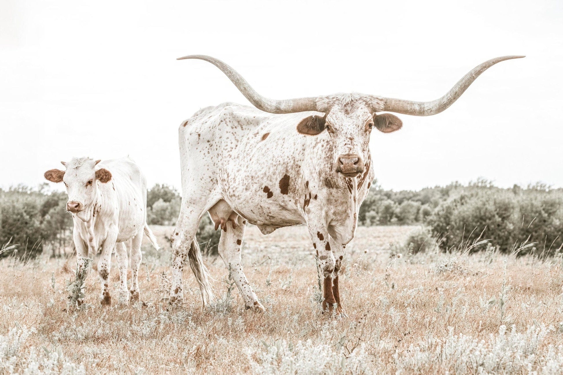 Texas Longhorn Cow & Calf Wall Art Paper Photo Print / 12 x 18 Inches Wall Art Teri James Photography