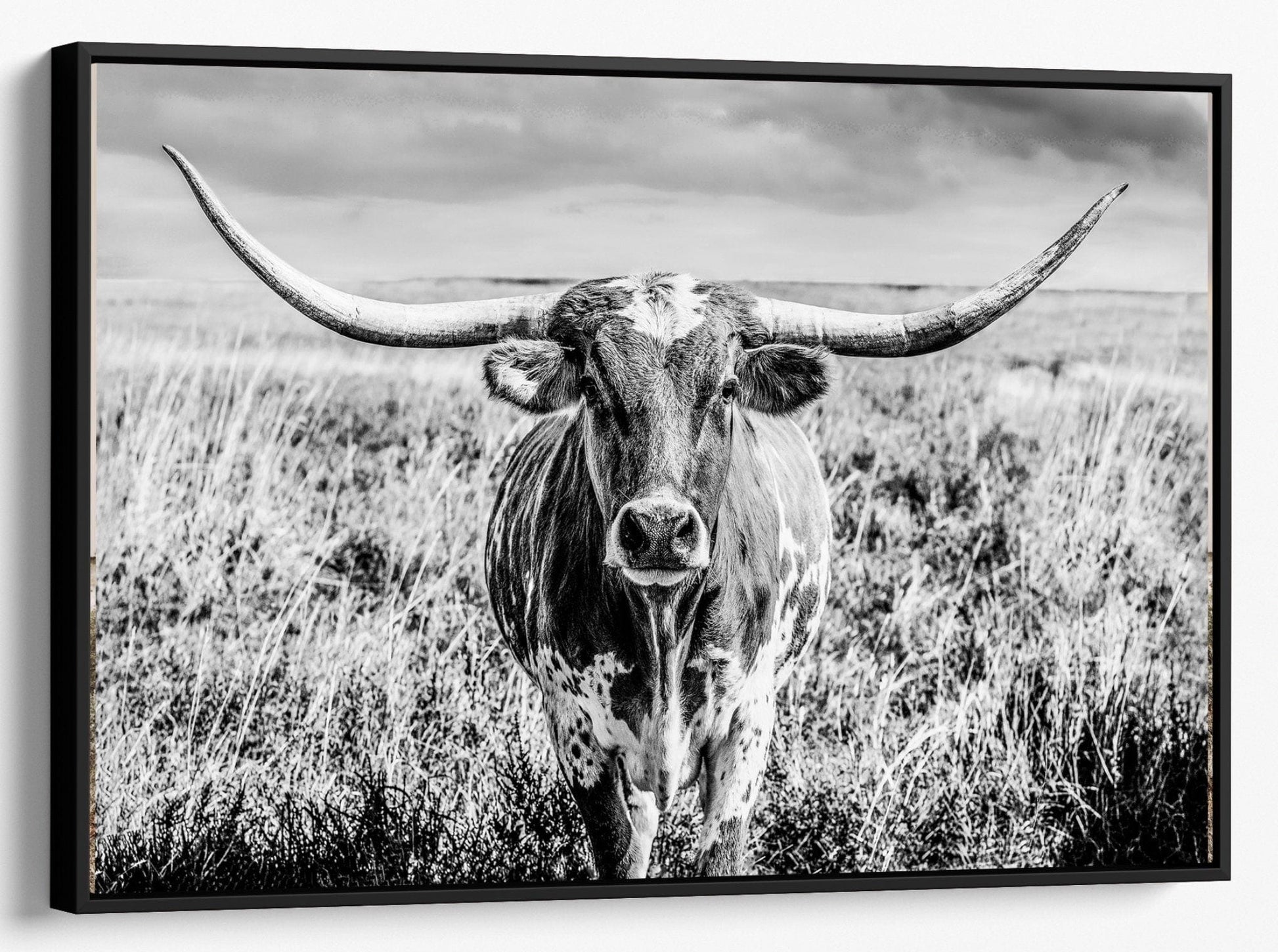 Texas Longhorn Cow Canvas Black and White Canvas-Black Frame / 12 x 18 Inches Wall Art Teri James Photography