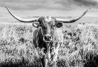 Texas Longhorn Cow Canvas Black and White Paper Photo Print / 12 x 18 Inches Wall Art Teri James Photography
