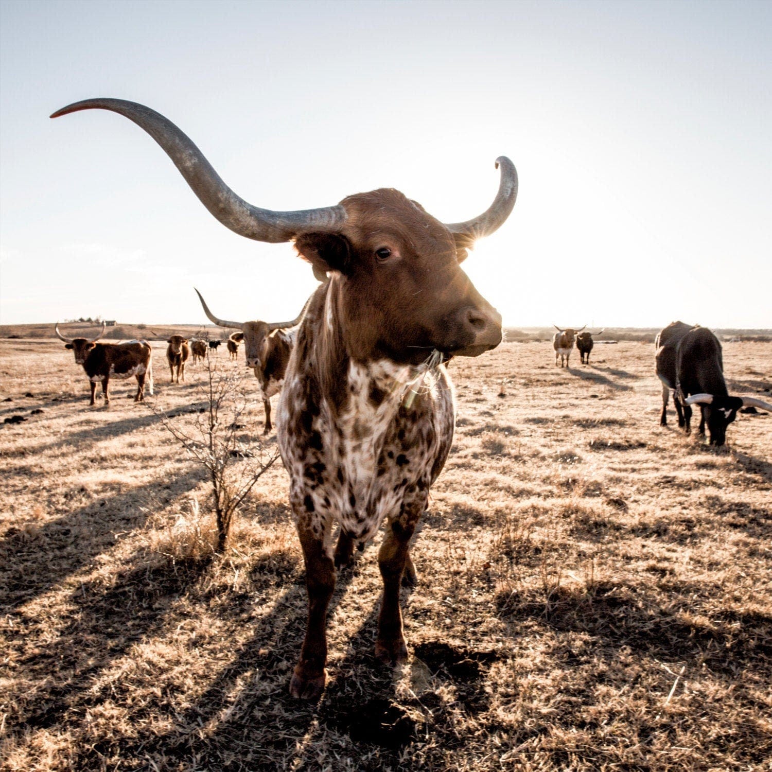 Texas Longhorn Square Canvas Print Paper Photo Print / 16 x 16 Inches Wall Art Teri James Photography