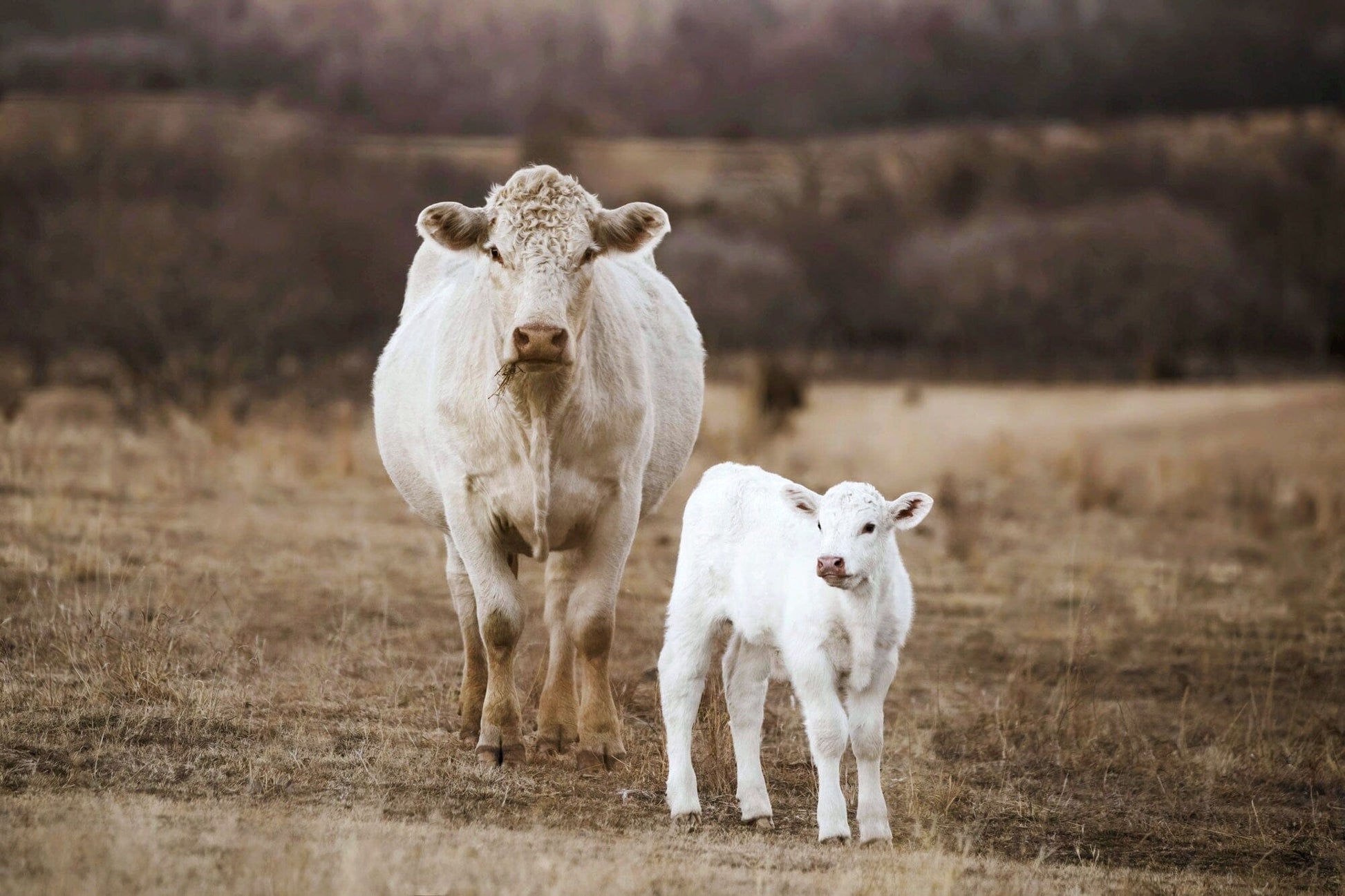 White Charolais Cow and Calf Western Nursery Wall Art Paper Photo Print / 12 x 18 Inches Wall Art Teri James Photography