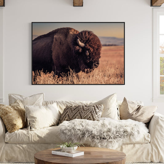 buffalo canvas print photo taken at the Wichita Mountains wildlife refuge