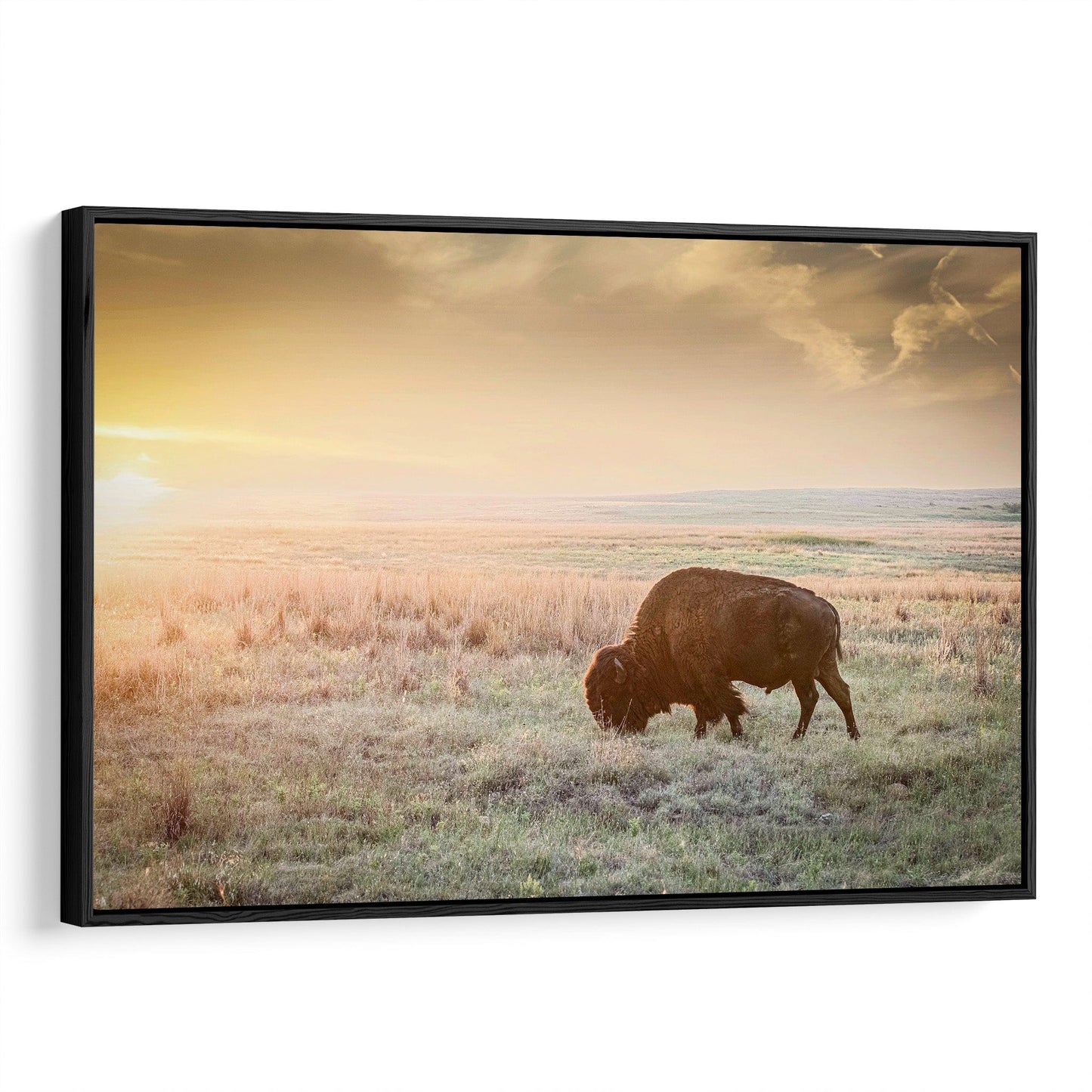 American Bison Canvas Print Canvas-Black Frame / 12 x 18 Inches Wall Art Teri James Photography