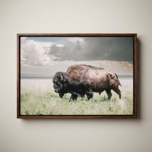 American Buffalo Canvas Print - Wildlife Wall Art for Cabin