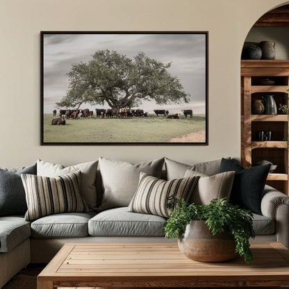 Angus Black Baldy Cow Canvas Wall Art Teri James Photography