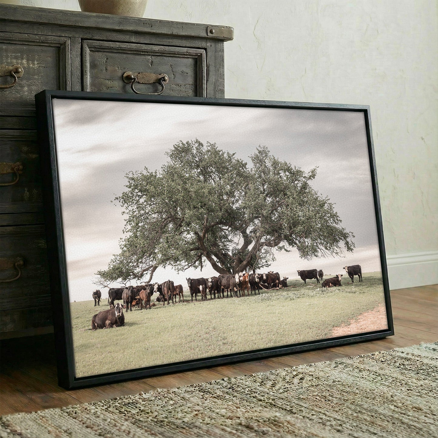 Angus Black Baldy Cow Canvas Wall Art Teri James Photography
