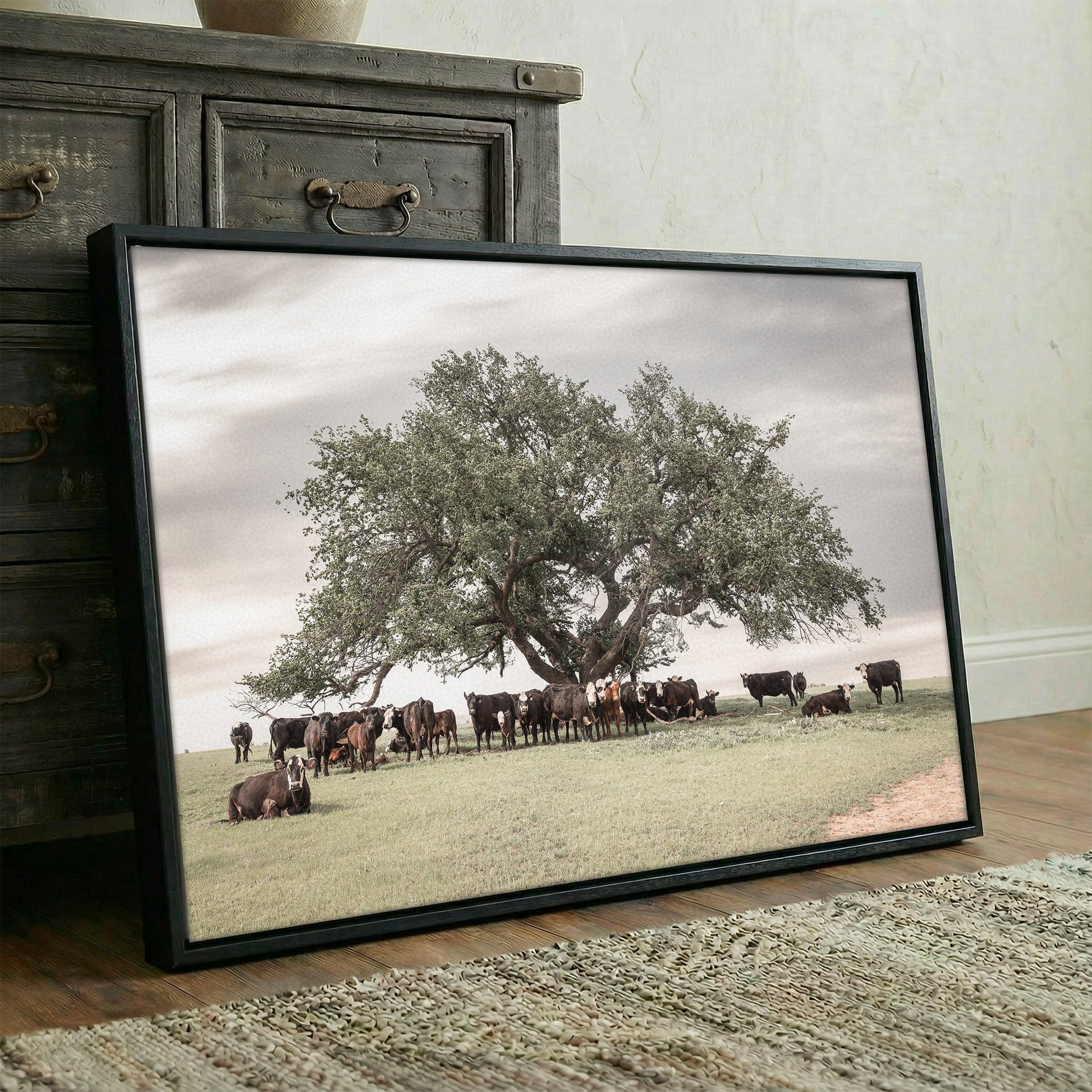 Angus Black Baldy Cow Canvas Wall Art Teri James Photography