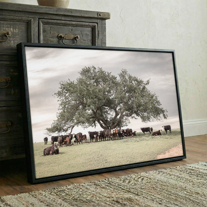 Angus Black Baldy Cow Canvas Wall Art Teri James Photography