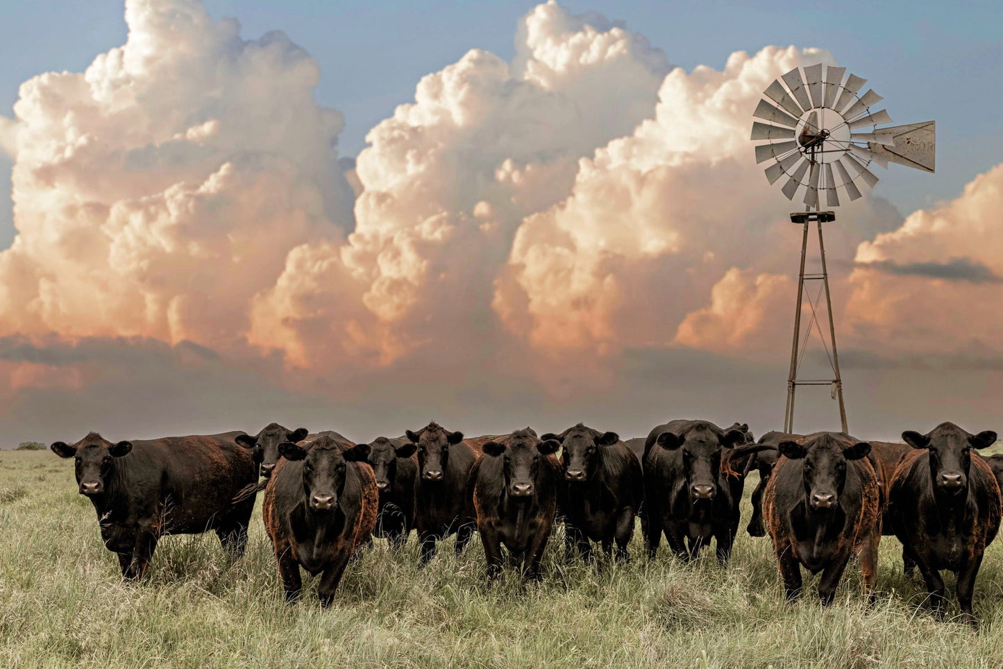 Angus Cattle and Old Windmill Paper Photo Print / 12 x 18 Inches Wall Art Teri James Photography