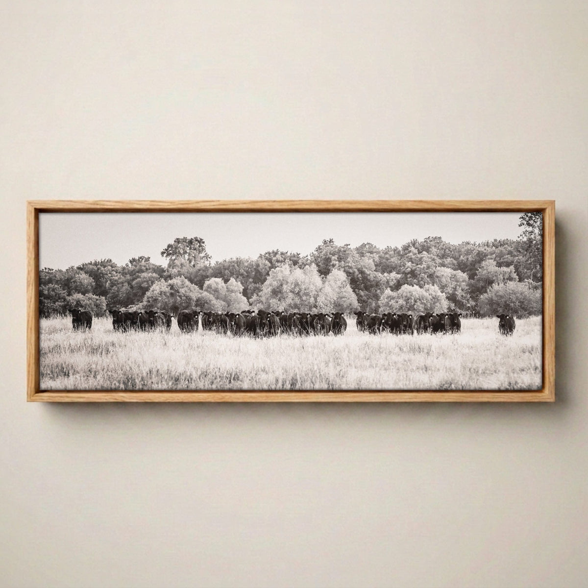 Angus Cattle Canvas - Panoramic Black and White Western Print Canvas-Natural Oak Float Frame / 12 x 36 Inches