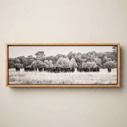 Angus Cattle Canvas - Panoramic Black and White Western Print Canvas-Natural Oak Float Frame / 12 x 36 Inches