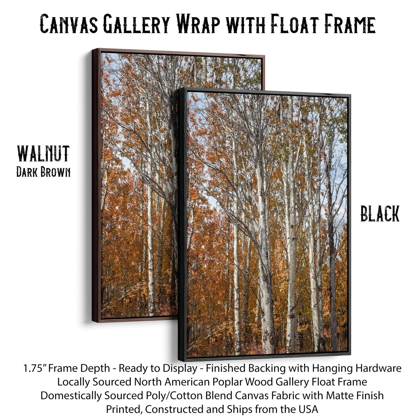 Aspen Tree Fall Photography Canvas-Black Frame / 12 x 18 Inches Wall Art Teri James Photography