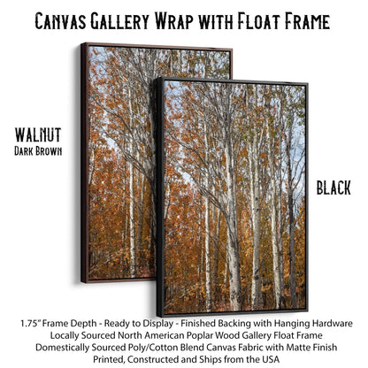 Aspen Tree Fall Photography Canvas-Black Frame / 12 x 18 Inches Wall Art Teri James Photography