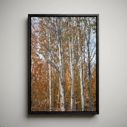 Aspen Tree Photography – Autumn Tree Print with Golden Aspen Leaves