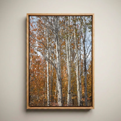 Aspen Tree Photography – Autumn Tree Print with Golden Aspen Leaves Canvas-Natural Oak Float Frame / 12 x 18 Inches
