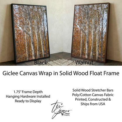 Aspen Tree Photography – Autumn Tree Print with Golden Aspen Leaves Wall Art Canvas-Black Frame / 12 x 18 Inches Wall Art Teri James Photography