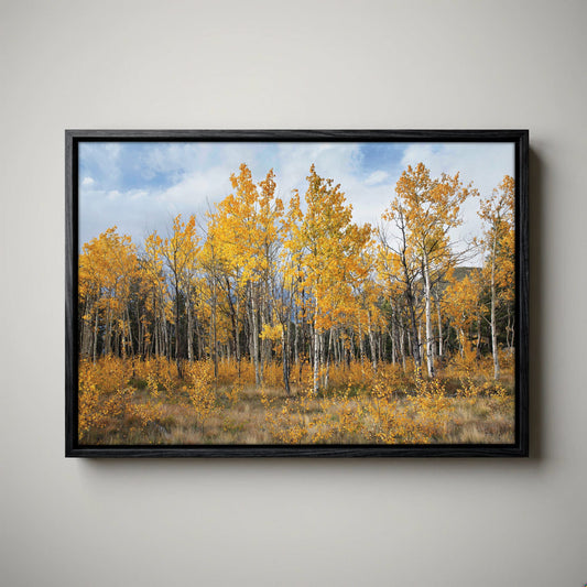 Aspen Tree Print - Colorado Wall Art