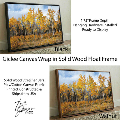 Aspen Tree Print - Colorado Wall Art | Vibrant Scenic Fall Colors Canvas-Black Frame / 12 x 18 Inches Wall Art Teri James Photography