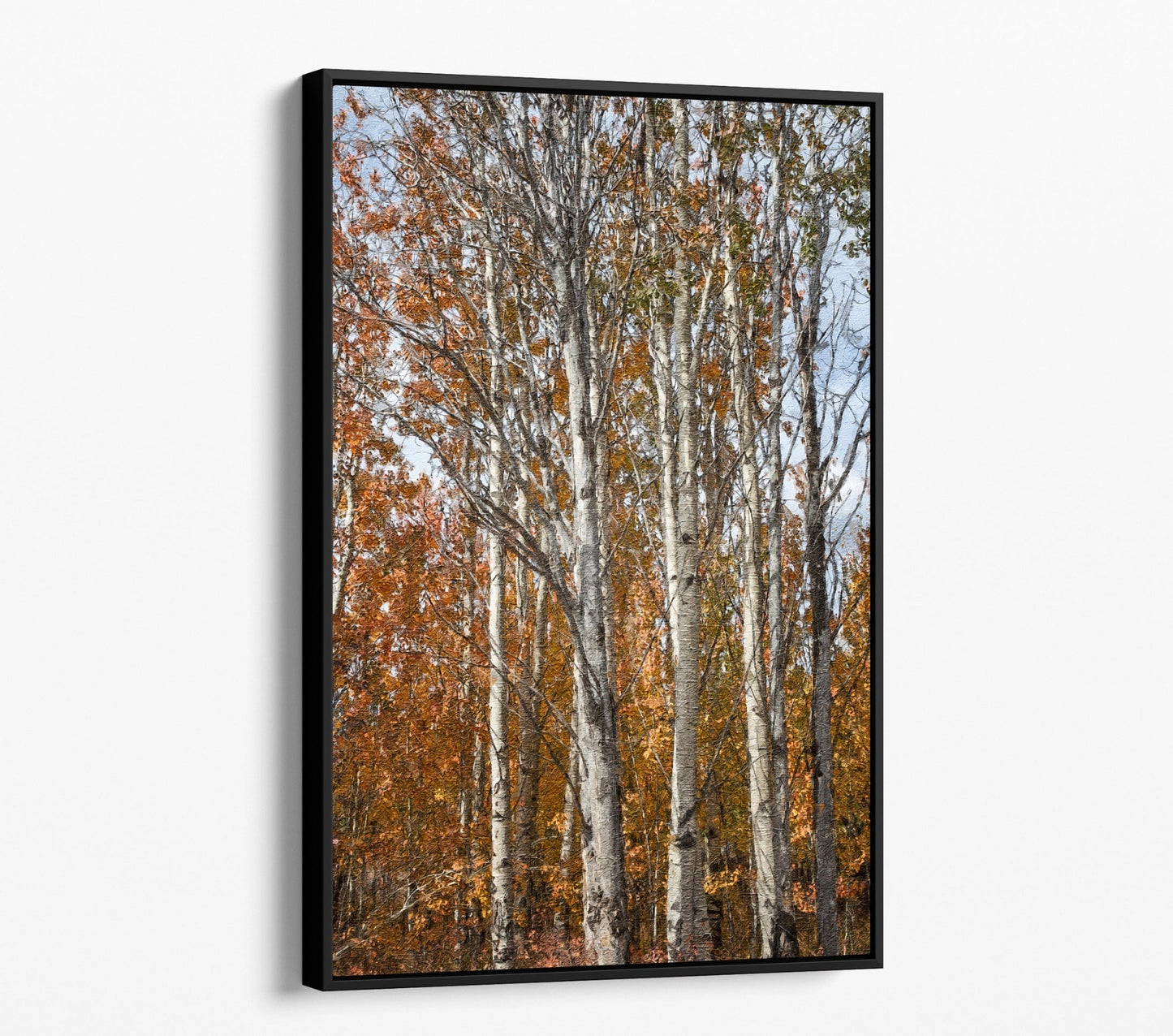 Aspen Trees in Fall - Colorado Scenic Photography Wall Art Teri James Photography