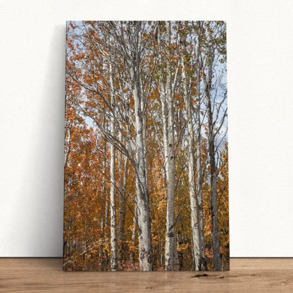 Aspen Trees in Fall - Colorado Scenic Photography Wall Art Teri James Photography