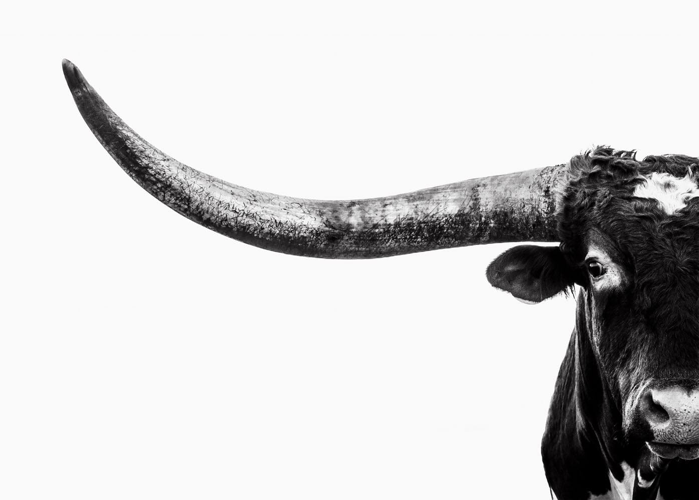 Austin Texas Longhorn Art in Black and White Paper Photo Print / 12 x 18 Inches Wall Art Teri James Photography