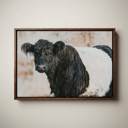 Belted Galloway Canvas Art - Farm Animal Wall Art Cow Print