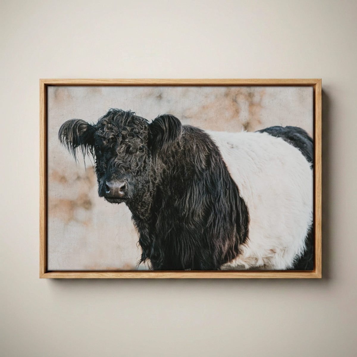 Belted Galloway Canvas Art - Farm Animal Wall Art Cow Print Canvas-Natural Oak Float Frame / 12 x 18 Inches