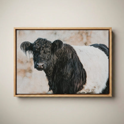 Belted Galloway Canvas Art - Farm Animal Wall Art Cow Print Canvas-Natural Oak Float Frame / 12 x 18 Inches