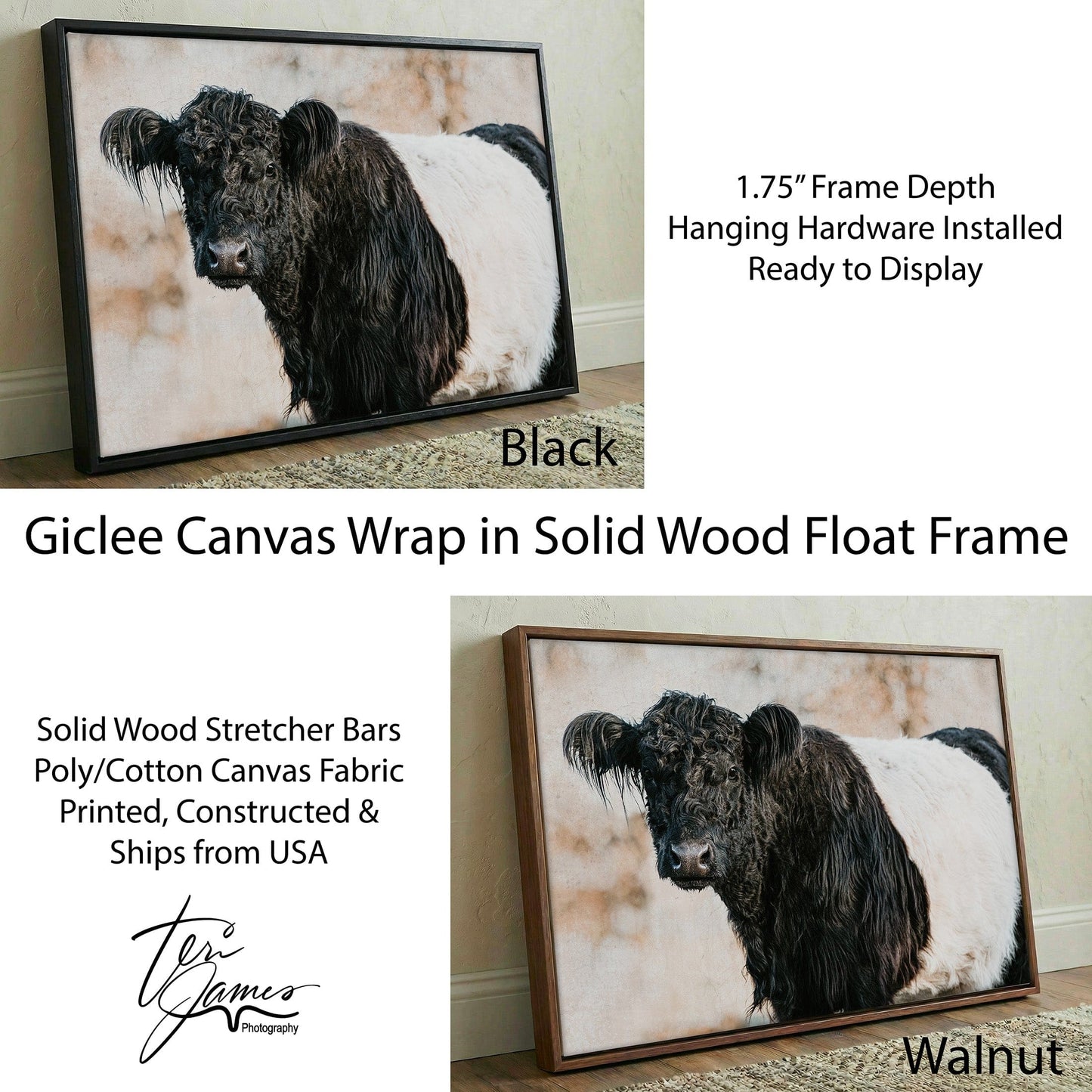 Belted Galloway Canvas Art - Rustic Farm Animal Wall Art Cow Canvas Print Canvas-Black Frame / 12 x 18 Inches Wall Art Teri James Photography